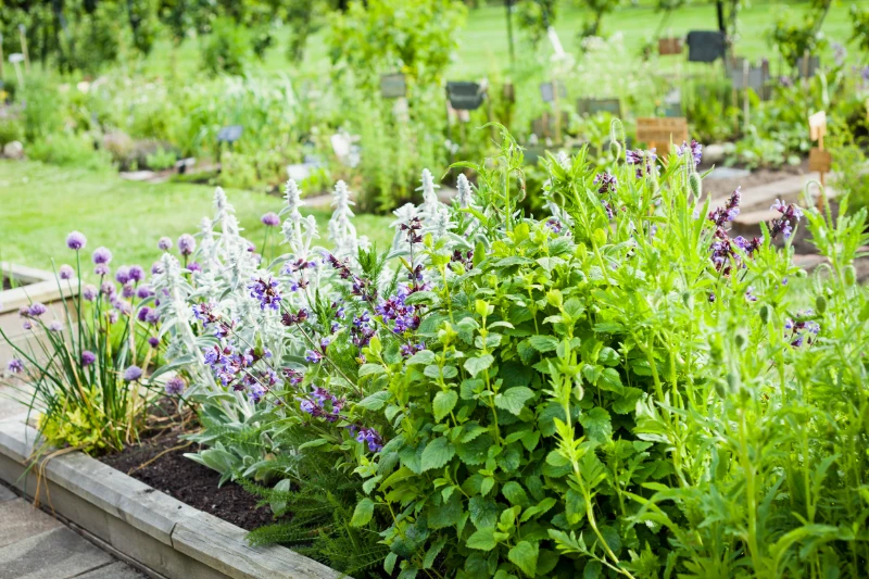 A lush, raised garden bed filled with green herbs and flowering plants, including purple blossoms, stands in a vibrant outdoor garden with more greenery and planters in the background.